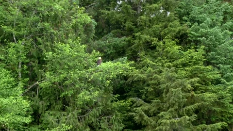 Eagle In Trees, Clover Pass, Alaska Stock Footage 234039405