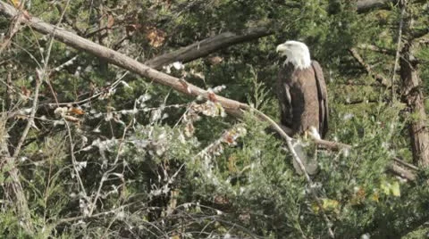 Eagle in the trees. Stock Footage 10709210