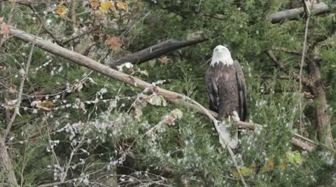 Eagle in the trees. Stock Footage 10709241