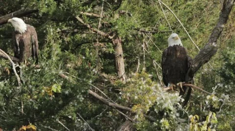 Eagle in the trees. 스톡 동영상 10709277