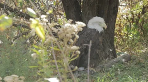 Eagle in the trees. Stock Footage 10709730