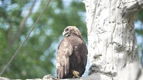 Eagle turns head looking back over shoulder behind it under net of Stock Footage 280648602
