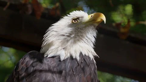 The eagle turns its head. Sunlight falls on the eagle. Slow motion. Stock Footage 164992803