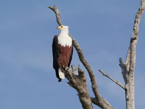 Eagle on a twig Stock Photos