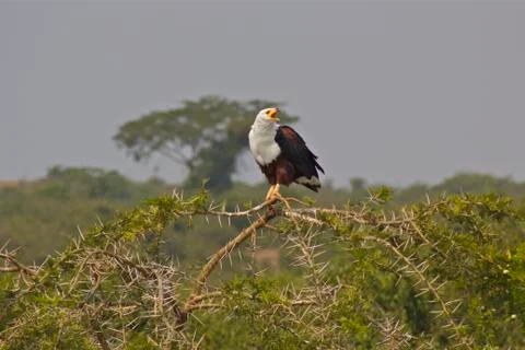 Eagle Uganda Safari Stock Photos