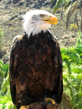 Eagle under a palm tree Stock Photos