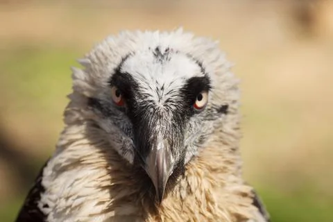 Eagle vulture Stock Photos