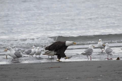 Eagle walk Stock Photos