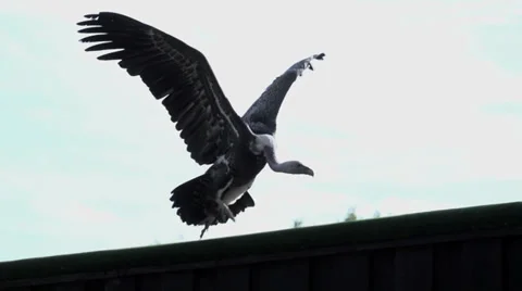 Eagle walking. bird. slow motion. aggressive animals attacking. Stock-Footage 32231525