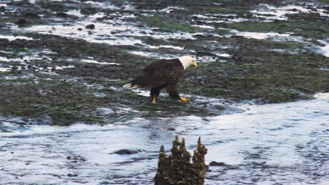 Eagle Walking Through Mud In Coastal, Cordova, Alaska Stock Footage 331619955
