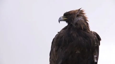 Eagle watching his arround Stock-Footage 221583531