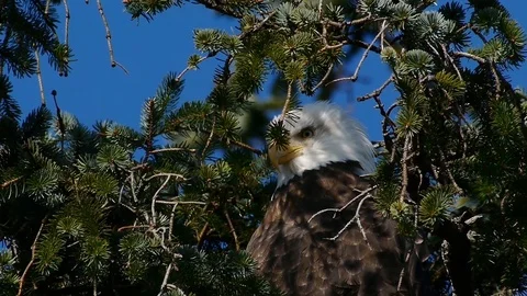 An eagle watching out behind tree branches Stock Footage 88488815