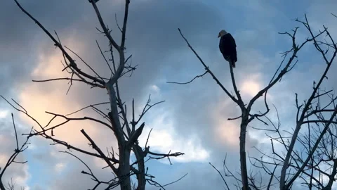 An Eagle Watching from a Tree 動画素材 252149287