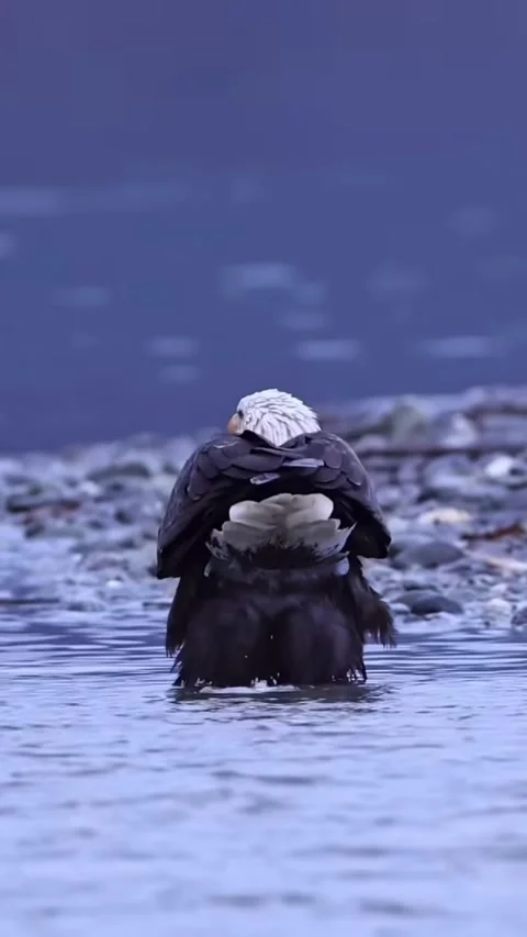 Eagle in the water 스톡 동영상 332606369