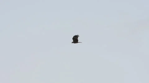 Eagle waving wings in flight Stock Footage 40758200