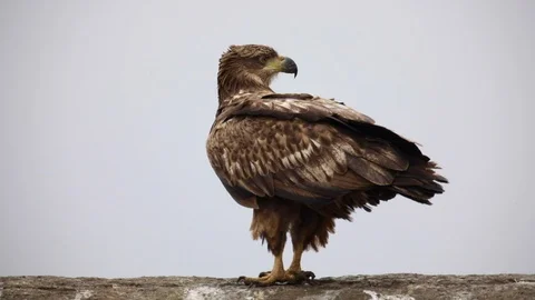 Eagle on white background Stock Footage 124809677