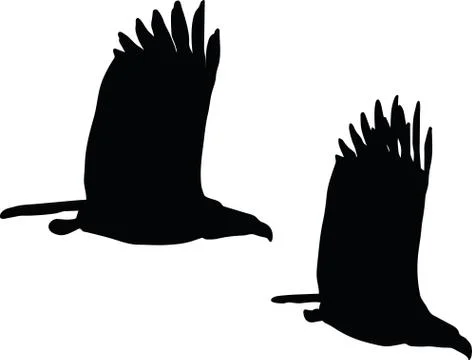 Eagle on white background Stock Illustration