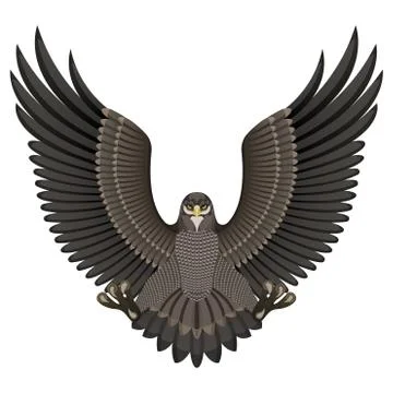 Eagle on a White Background Stock Illustration