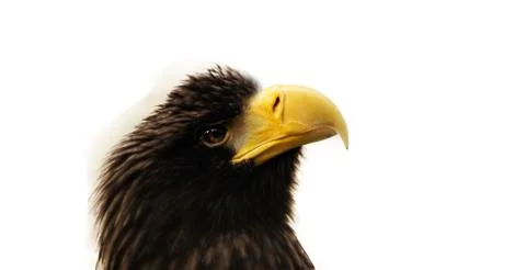 Eagle on the white backround Stock Photos