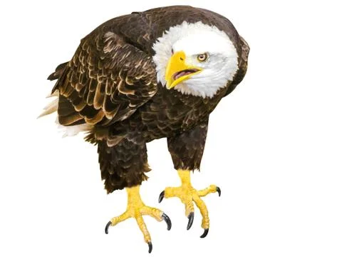 Eagle white Stock Illustration