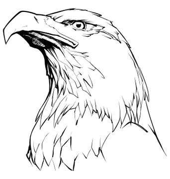 Eagle on White Illustrazione stock
