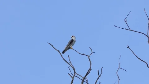 Eagle white tailed kite on the branches.4k Natural bird Stock Footage 81055287