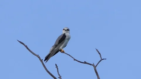Eagle white tailed kite on the branches.4k Natural bird Stock Footage 81055577