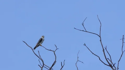 Eagle white tailed kite on the branches.4k Natural bird Stock Footage 81057239