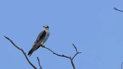 Eagle white tailed kite on the branches.4k Natural bird Stock Footage 81057420