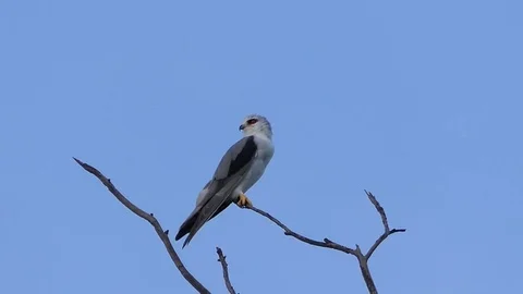 Eagle white tailed kite on the branches.4k Natural bird Stock Footage 81060388