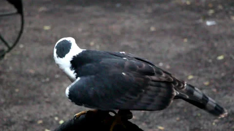 Eagle Widow 9943 Stock Footage 26149751