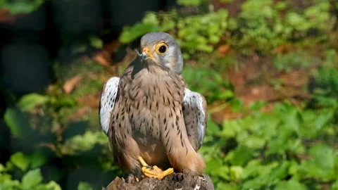 Eagle wild Bird Stock-Footage 272181750