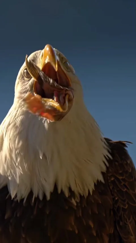 An eagle in the wild Stock Footage 324776565