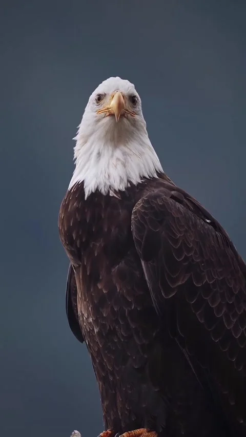 An eagle in the wild Stock Footage 324776589