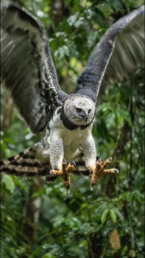 An eagle in the wild Stock Footage 324776690