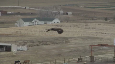 Eagle on the Wind Stock Footage 54724168
