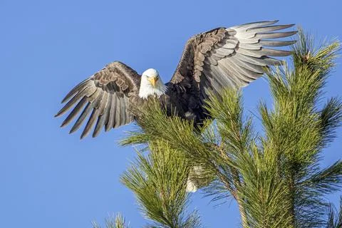 Eagle with wings spread wide. Stock Photos