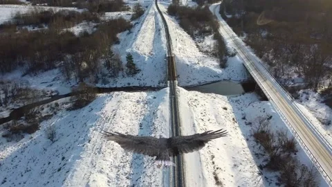 Еagle in the winter sky Stock Footage 157578427