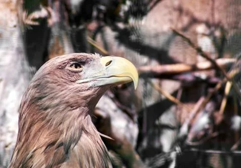 Eagle with yellow beak Stock Photos