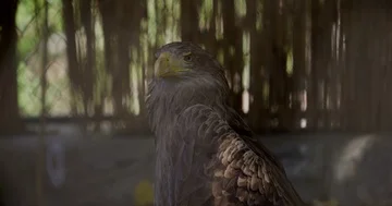 Eagle in zoo 4k Stock Footage 85733208