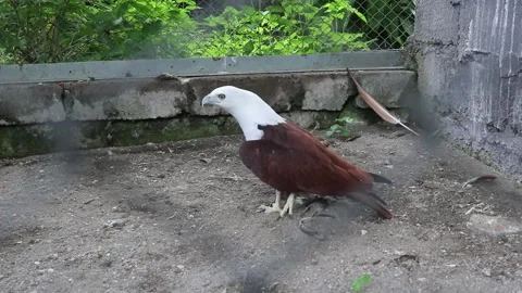 The eagle is in a zoo cage Stock Footage 244626076