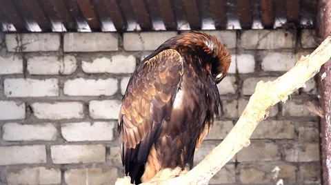 Eagle in the Zoo Stock Footage 46828310