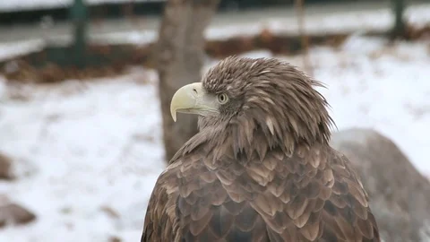 Eagle in the zoo. Stock Footage 72383305