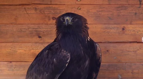 Eagle in a zoo in Germany Stockbeeldmateriaal 47819465