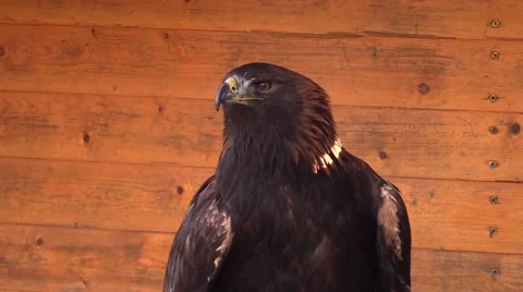 Eagle in a zoo in Germany Stock Footage 47819621