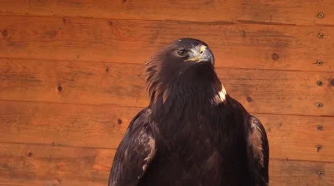 Eagle in a zoo in Germany Stock Footage 47820046