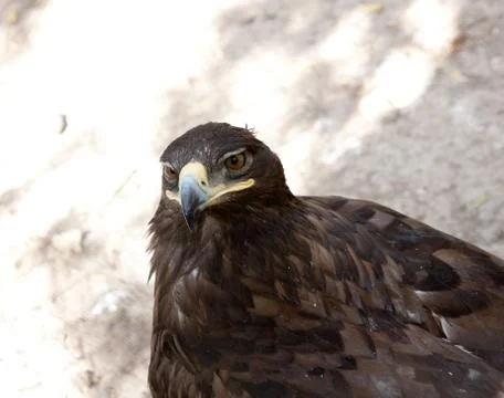 An eagle at the zoo Stock Photos