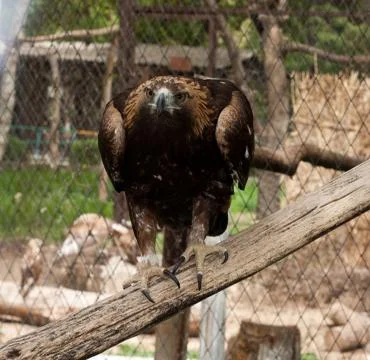 An eagle at the zoo Stock Photos