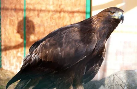 Eagle in zoo Stock Photos