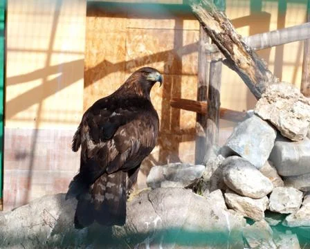 Eagle in zoo Stock Photos